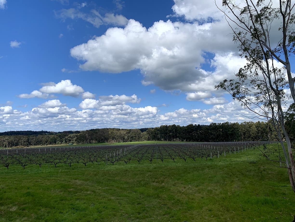 The Green Park Vineyard