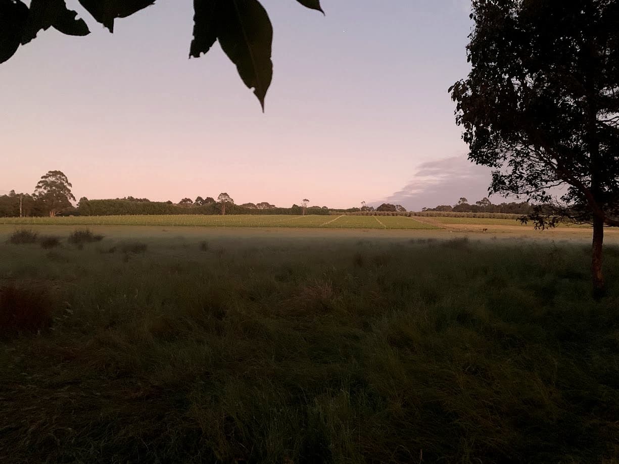 The Green Park Vineyard