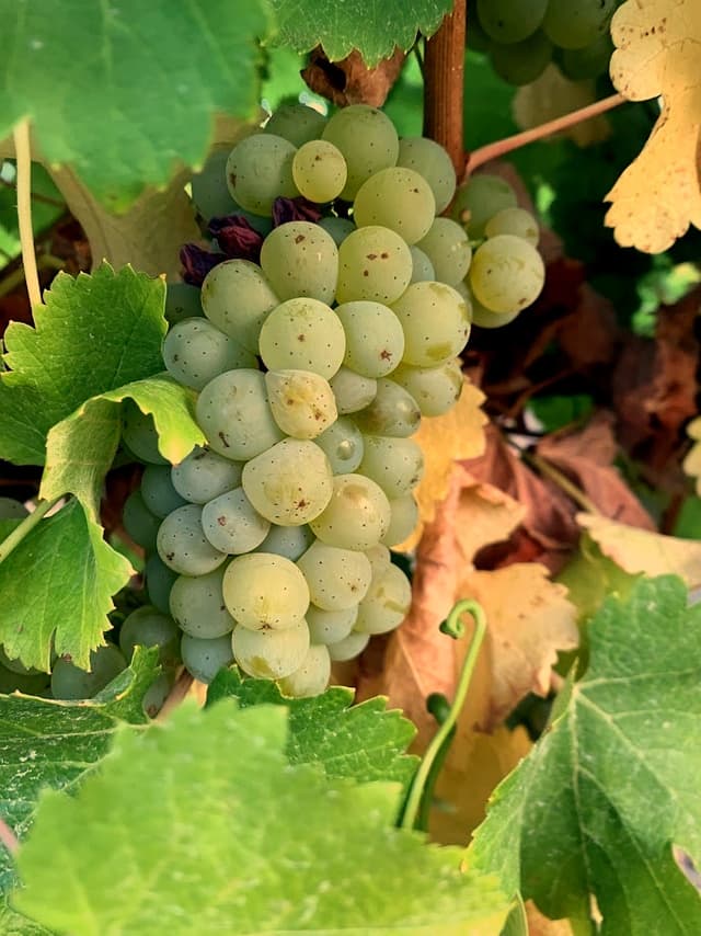 Chardonnay Grapes
