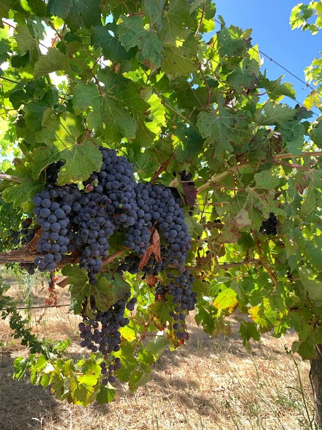Cabernet Sauvignon Grapes