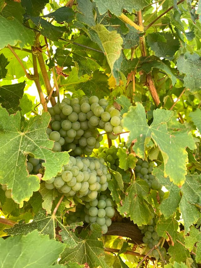 Sauvignon Blanc Grapes